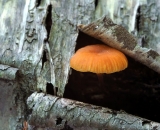 mushroom-growing-out-of-birch-log_DSC02370