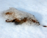 oak-leaf-on-ground-with-snow_DSC01672
