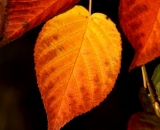 orange-raspberry-leaves-in-autumn_DSC06884