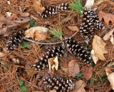 Pine cones and needles on forest floor
