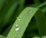 rain-drops-on-blade-of-grass_DSC04078