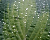 Rain drops on Hosta leaf