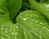 rain-drops-on-hosta-leaves_DSC04145
