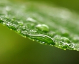 rain-drops-on-leaf-close-up_DSC03078
