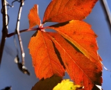 red-Virginia-Creeper-leaves-against-blue-sky_DSC09344