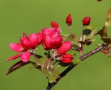 red-crabapple-flowers_DSC06406