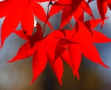 red-japanese-maple-leaves-against-blue-sky