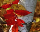 red-sumac-leaves-against-birch-trunk_DSC09130