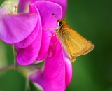 skipper-butterfly-on-Sweet-Pea-flowers_DSC07010