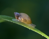Snail on wet blade of grass