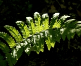 Dappled sunlight on fern in the forest