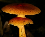 two-orange-mushrooms_DSC09850