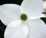white-dogwood-flower-close-up_DSC02828