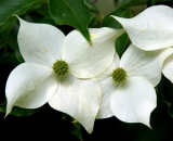white-dogwood-flowers_DSC02793