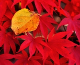yellow-birch-leaf-on-red-japanese-maple-leaves
