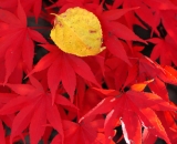 yellow-birch-leaf-on-red-japanese-maple-leaves