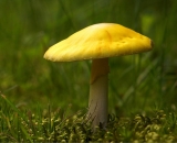 yellow-mushroom-on-moss_DSC08949