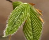 young-beech-leaves_DSC01549