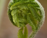 young-fern-unfurling_DSC01636