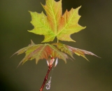 young-maple-leaves_DSC07597