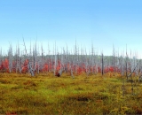 Golden-Road-Bog-panorama_