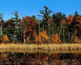 Lake-Auburn-Marsh-panorama_1