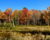 autumn-marsh-panorama_01