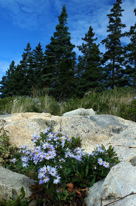 asters-at-Otter-Point_DSC09091