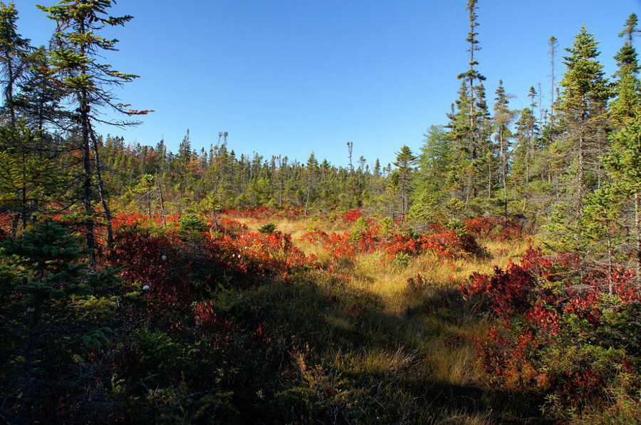 autumn-bog-at-Acadia-National- Park_DSC09695