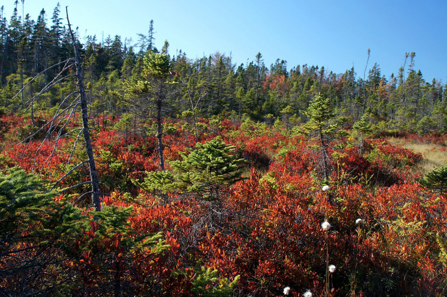 autumn-bog-at-Acadia-National-Park_DSC09701