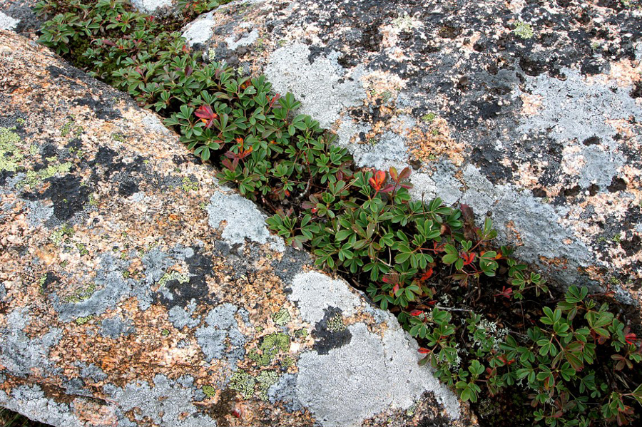 granite-and-vegetation-on-Cadillac-Mountain_DSC08566