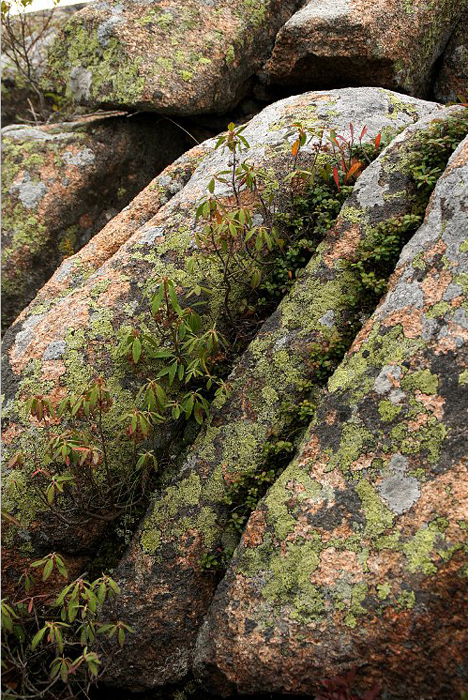 granite-boulders-on-Cadillac-Mountain_DSC08545