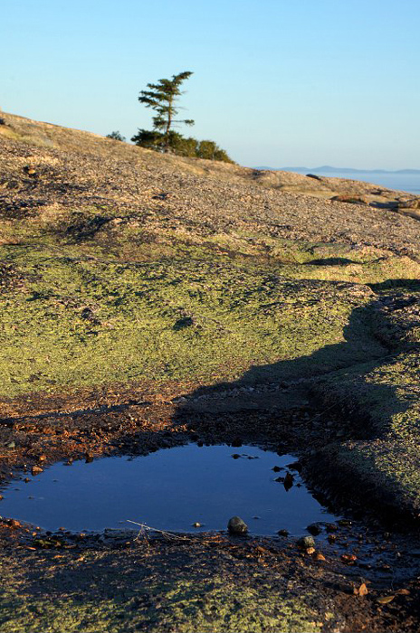 puddle-on-top-of-cadillac-mountain_DSC09927