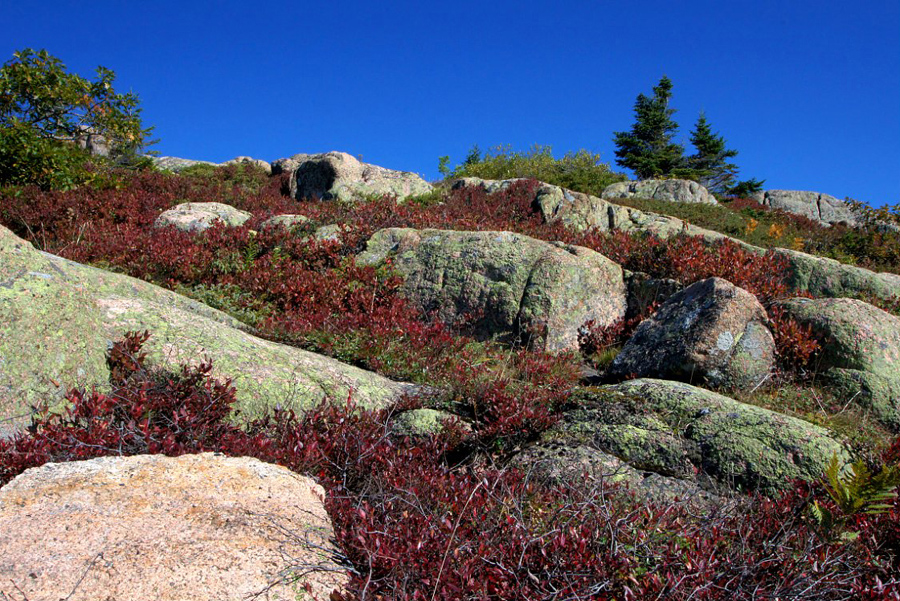 rocks-and-vegetation-on-Cadillac-Mountain_DSC00025
