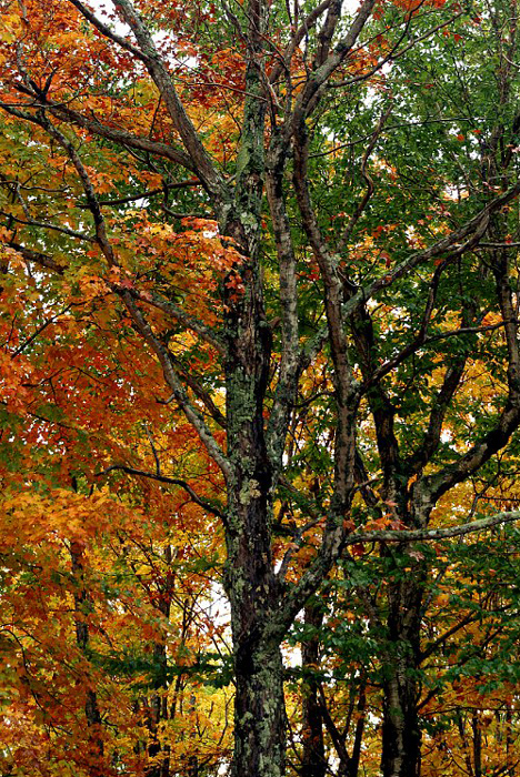 Baxter-State-Park-autumn-maple-trees_DSC00045
