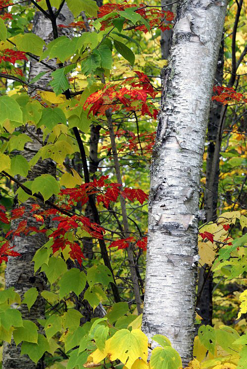 Baxter-State-Park-birch-and-maple-trees-in-autumn_DSC00018