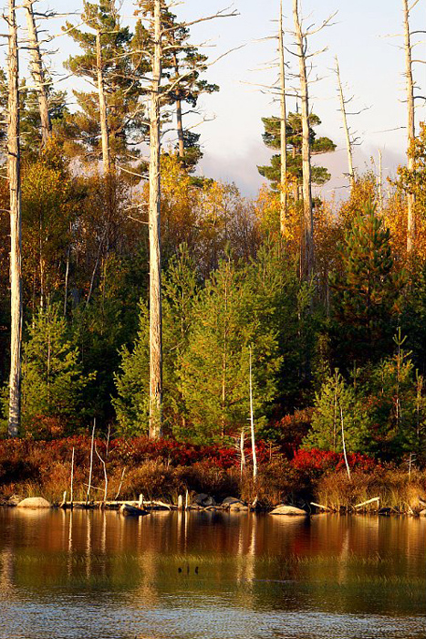 Baxter-State-Park-edge-of-pond-in-autumn_DSC00638