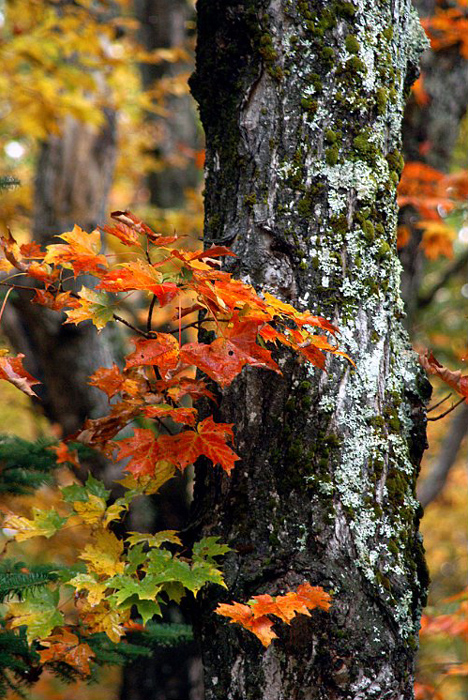Baxter-State-Park-maple-tree-close-up_DSC00041