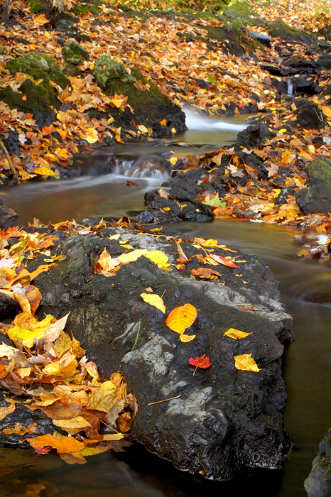 Autumn leaves in Buttermilk Stream - 02