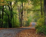 Gravel road through the woods