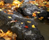 Autumn leaves in Buttermilk Stream - 01