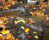 Autumn leaves in Buttermilk Stream - 02