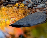 Autumn color on Dingman's Creek - 03