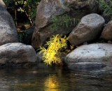 Merced-River_DSC07388