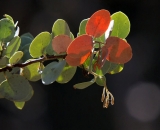 manzanita-leaves-in-Yosemite_DSC07392