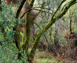 moss-covered-trees-in-Yosemite-Valley_DSC07199