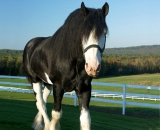 Black-Clydesdale-horse_DSC05903