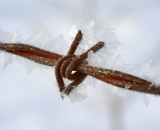 Hoare frost on barbed wire - 2