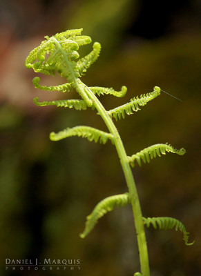 young fern in sunlight