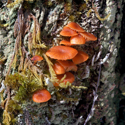 small mushrooms on stump